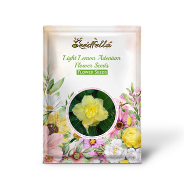 Light Lemon Adenium Flower Seeds for Vibrant Planting