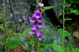 Foxglove Seeds to Grow Your Own Flowers