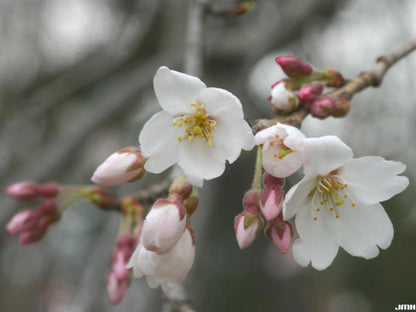 Weeping Higan Cherry Flower Seeds
