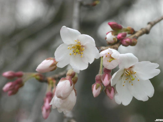 Weeping Higan Cherry Flower Seeds