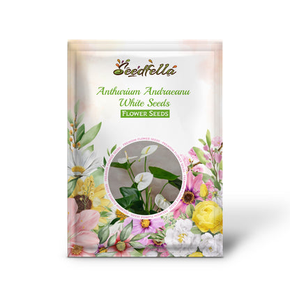 Anthurium Andraeanu White Seeds for Planting - Ideal for Home Gardens and Indoor Decor