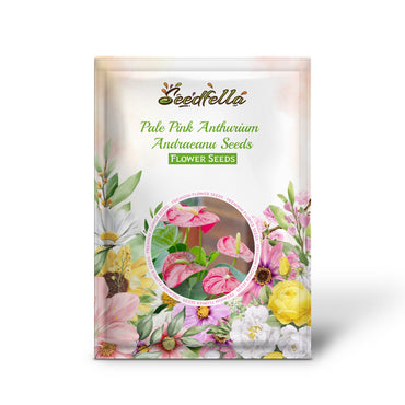 Pale Pink Anthurium Andraeanu Seeds for Planting - Vibrant Blooms for Your Garden