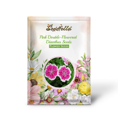 Pink Double-Flowered Dianthus Seeds for Easy Planting