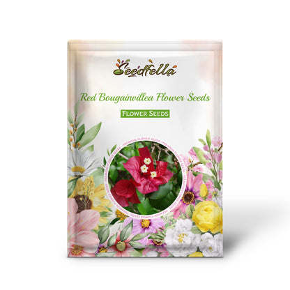 Red Bougainvillea Flower Seeds for Planting