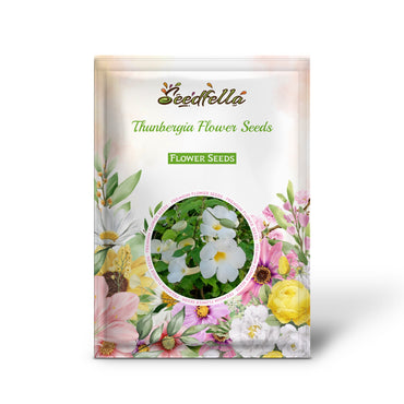 Thunbergia Flower Seeds for Vibrant Garden Planting