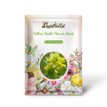 Yellow Rattle Flower Seeds for Planting