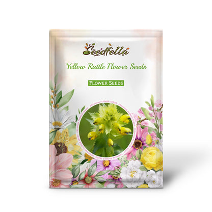 Yellow Rattle Flower Seeds for Planting