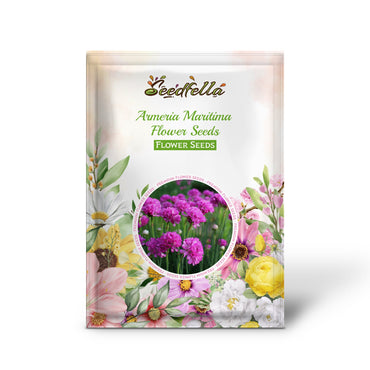 Armeria Maritima Flower Seeds for Planting: Vibrant Groundcover for Beautiful Coastal Gardens