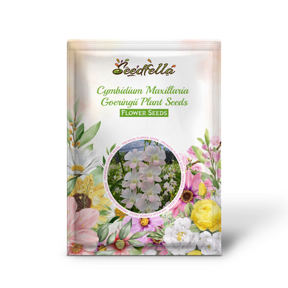 Cymbidium Maxillaria Goeringii Plant Seeds for Planting - Seeds for Elegant White Blooms in Your Garden