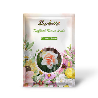 Daffodil Flower Seeds - White and Orange for Planting