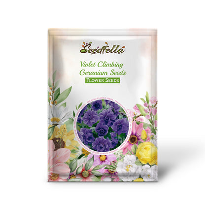 Violet Climbing Geranium Seeds for Planting  Enhance Your Garden