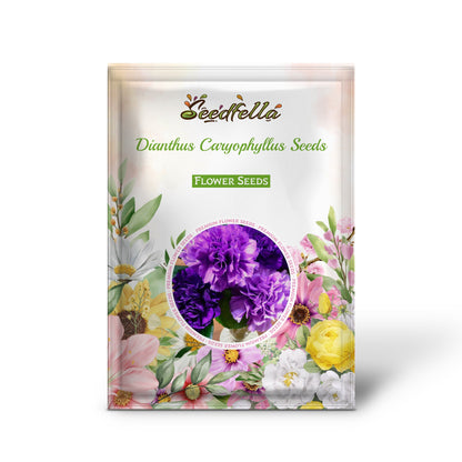 Dianthus Caryophyllus Seeds - Dark Blue Flower Seeds for Planting