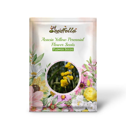 Acacia Yellow Perennial Flower Seeds for Planting | Easy to Grow Garden Seeds