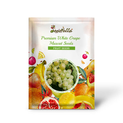 Premium White Grape Muscat Seeds for Planting - Grow Sweet Grapes at Home