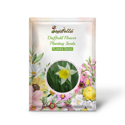 Daffodil Flower Planting Seeds for Vibrant Spring Blooms