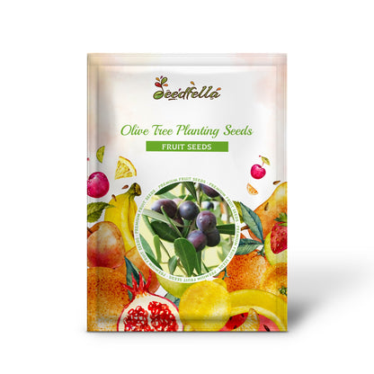 Olive Tree Planting Seeds for Home Gardens