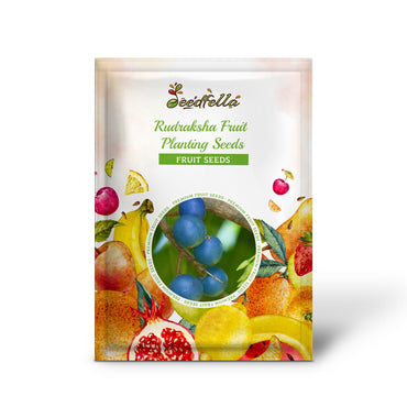 Rudraksha Fruit Planting Seeds - Grow Your Own Sacred Tree