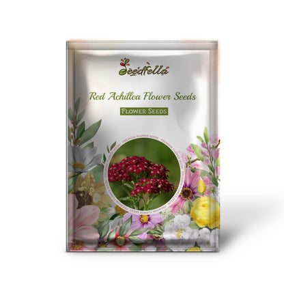 Red Achillea Flower Seeds for Easy Planting