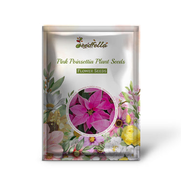 Pink Poinsettia Plant Seeds for Winter Planting