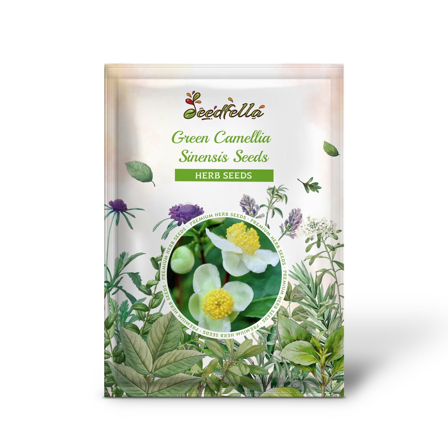 Green Camellia Sinensis Seeds for Planting