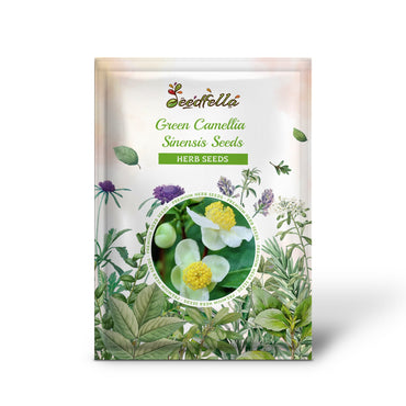 Green Camellia Sinensis Seeds for Planting