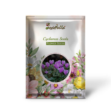 Cyclamen Seeds: Violet Flower Planting