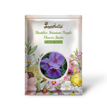 Abutilon Striatum Purple Flower Seeds for Planting