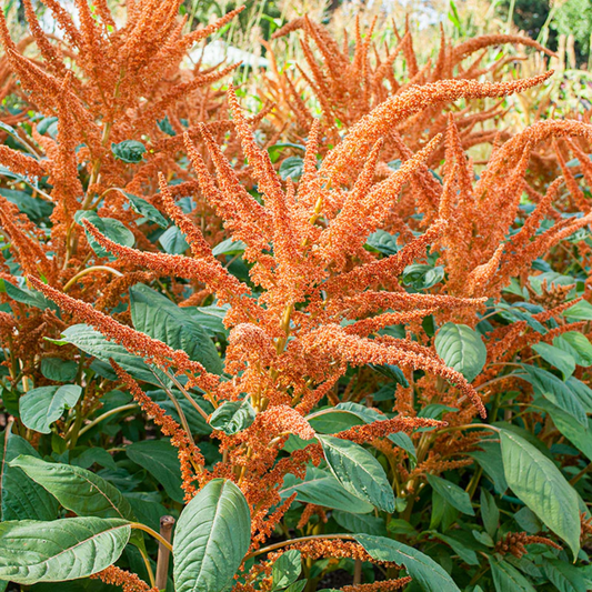 Amaranthus Orange Giant Seeds - Bold Orange Flowering Plant for Stunning Garden Displays