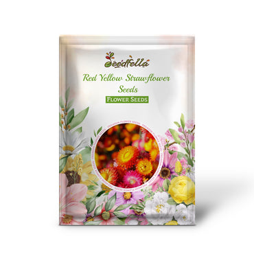 Red Yellow Strawflower Seeds Planting Dried Blooms