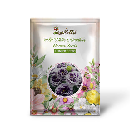 Violet White Lisianthus Flower Seeds for Vibrant Floral Displays - Perfect for Planting in Gardens and Containers