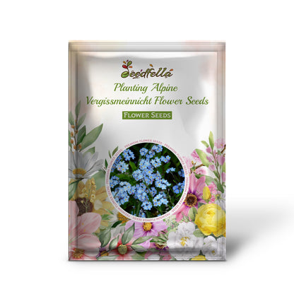 Planting Alpine Vergissmeinnicht Flower Seeds