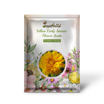 Yellow Early Sunrise Flower Seeds Planting