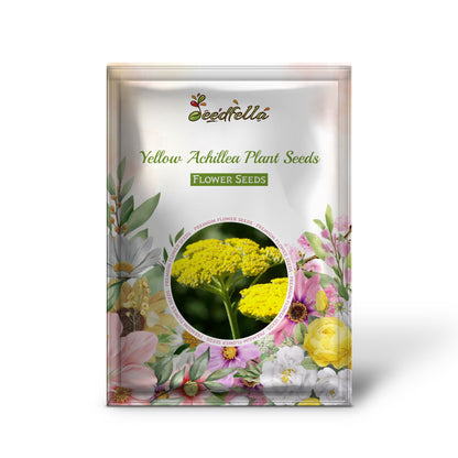 Yellow Achillea  Flowering Plant Seeds and decorative shrub