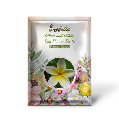 Yellow and White Egg Flower Seeds Planting