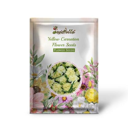 Yellow Carnation Flower Seeds Planting
