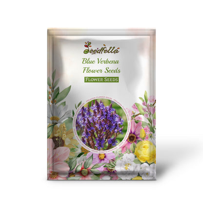 Blue Verbena Flowering Seeds for Perfect for Garden Planting