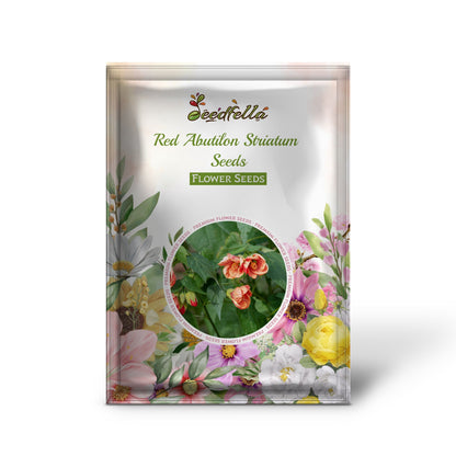 Red Abutilon Striatum Seeds - Essential Planting Guide