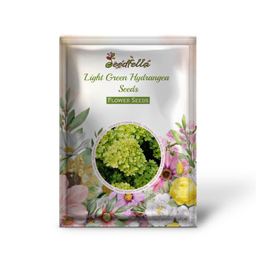 Light Green Hydrangea Flowering Seeds for Planting