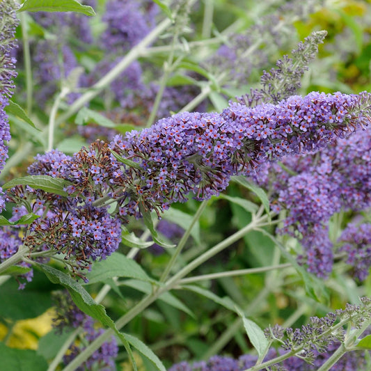 Nanho Blue Butterfly Bush Flower Seeds