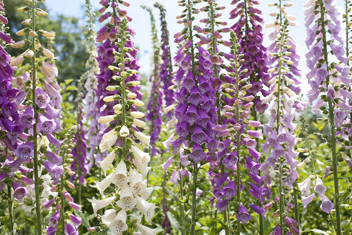 Foxglove Seeds to Grow Your Own Flowers