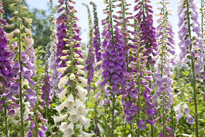 Foxglove Seeds to Grow Your Own Flowers