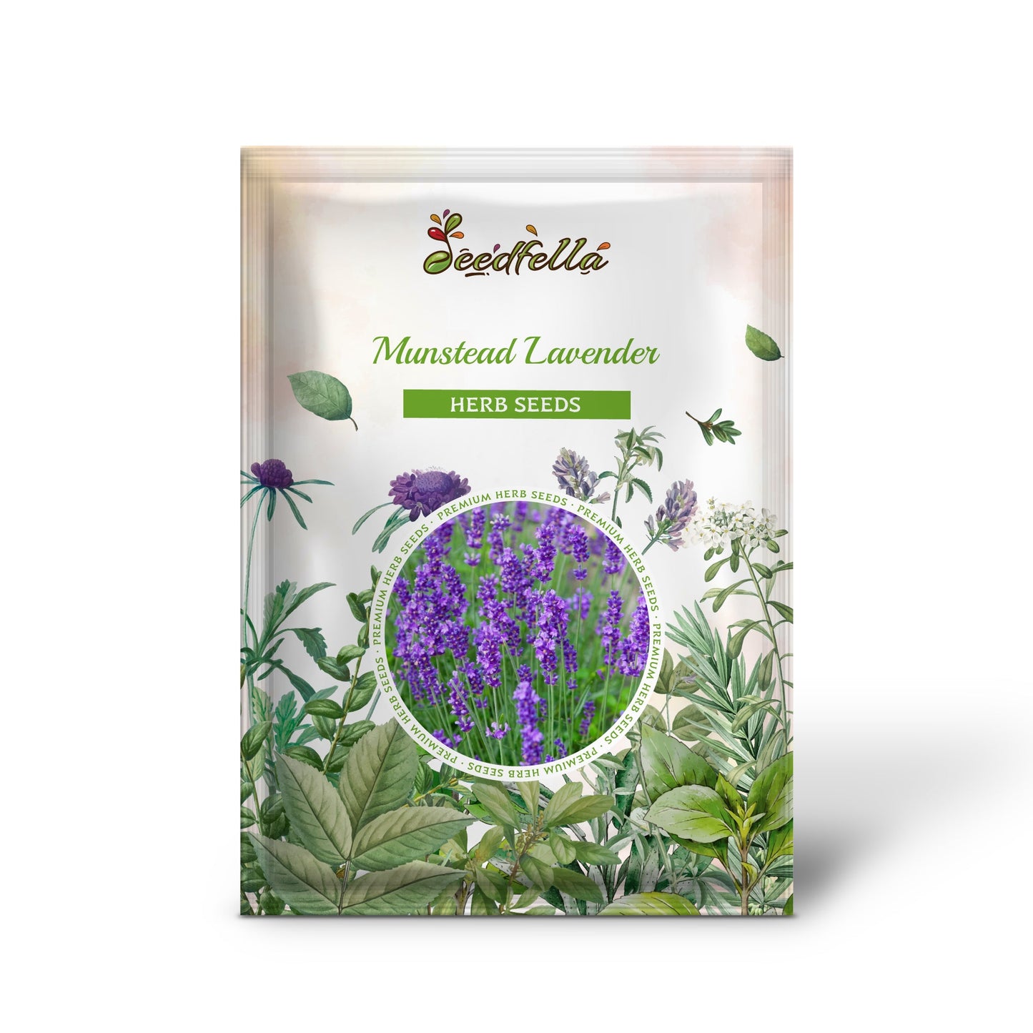 Munstead Lavender (Lavandula angustifolia Munstead) Blue English Fragrant Purple Flower Herb Seeds