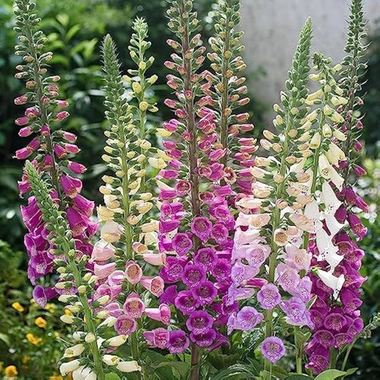 Premium Foxglove Flower Seeds for Your Garden