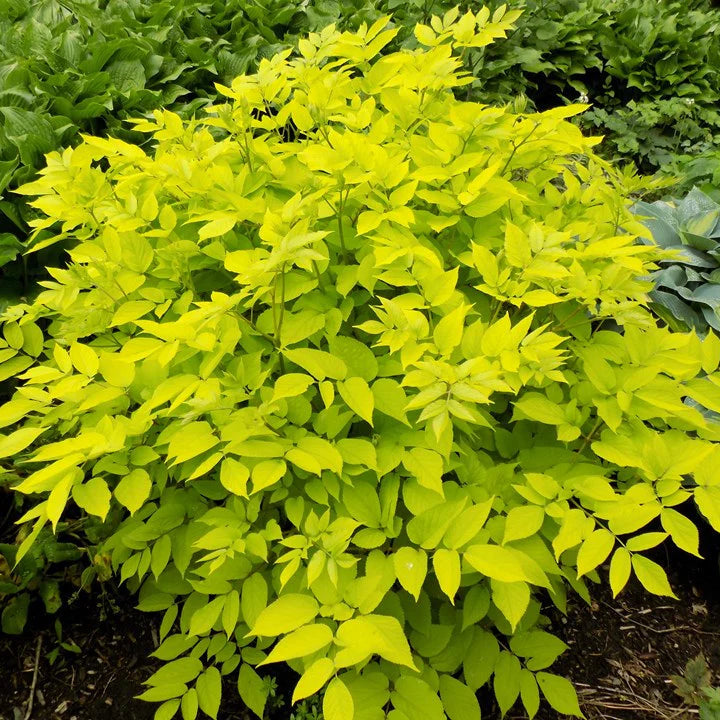 Semi di Erba di Aralia Cordata