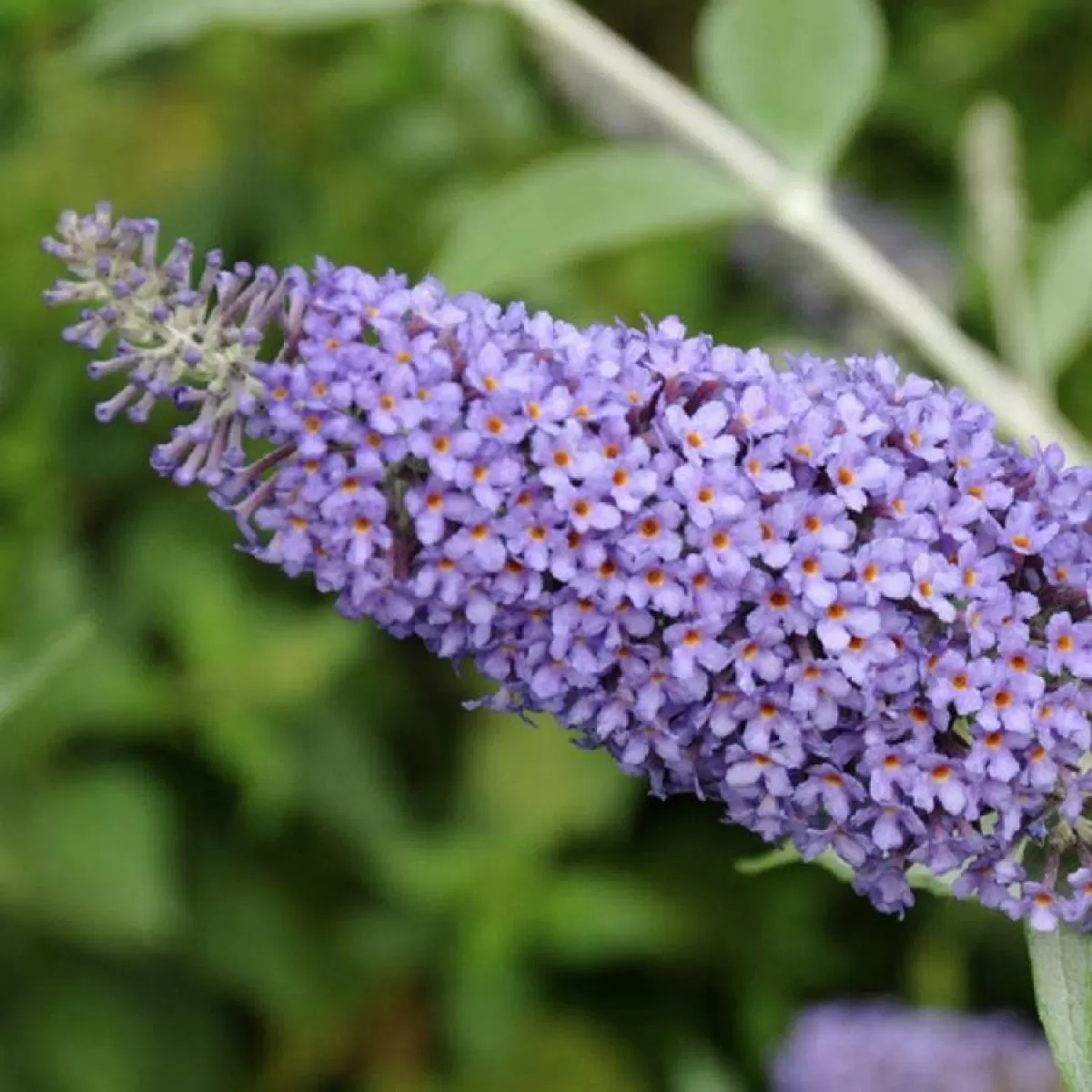 Nanho Blue Butterfly Bush Flower Seeds