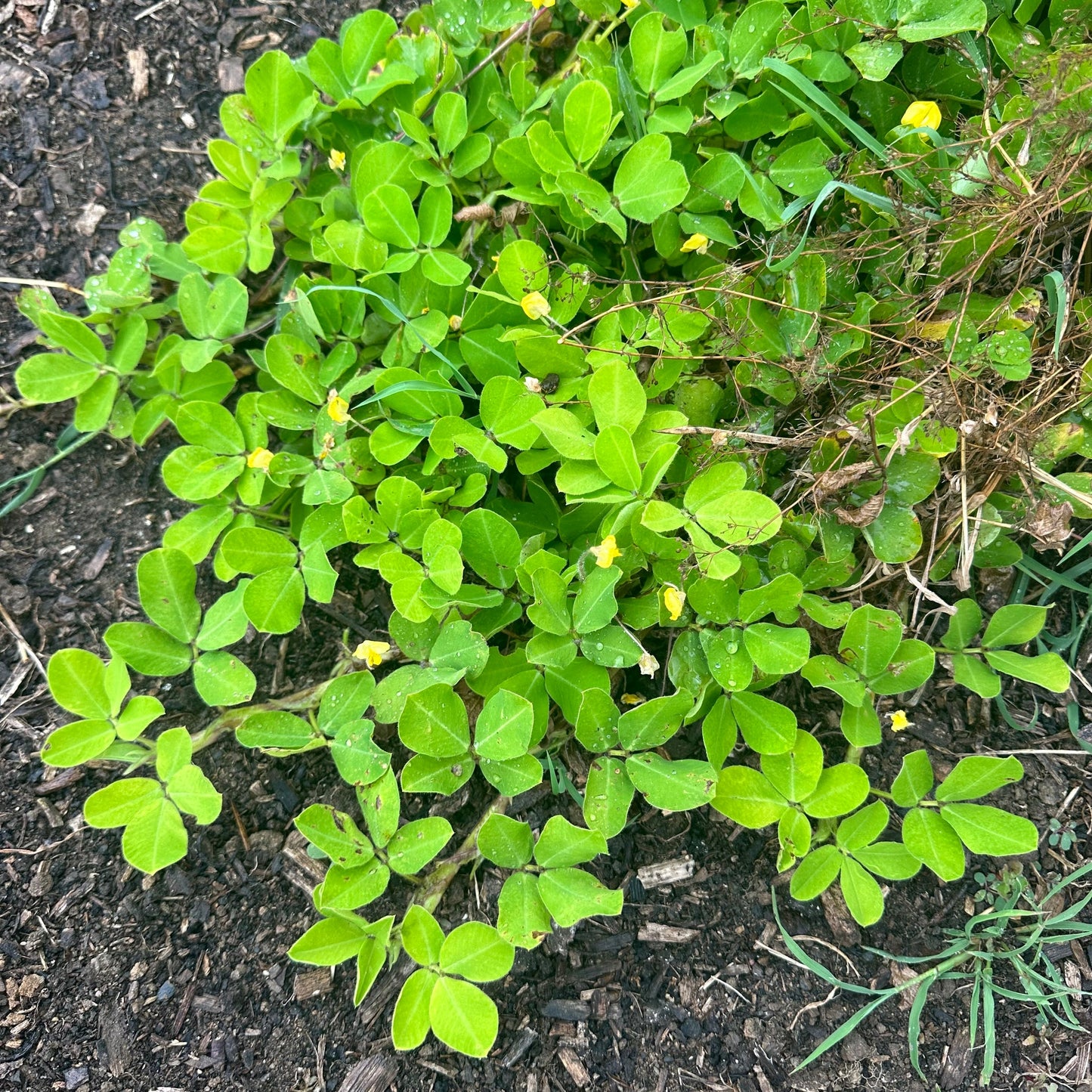 Peanut Pinto Flower Seeds