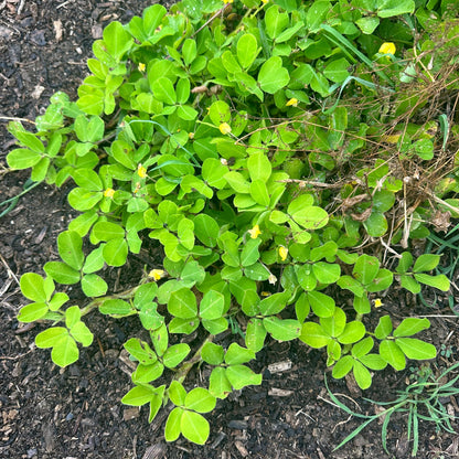 Peanut Pinto Flower Seeds