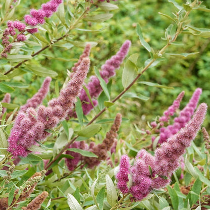 Spiraea Douglasii Flower Seeds