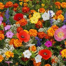 Deer Proof Wildflower Seeds