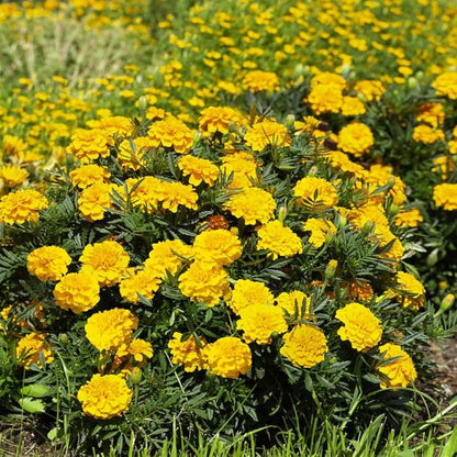 Marigold Seeds for Planting